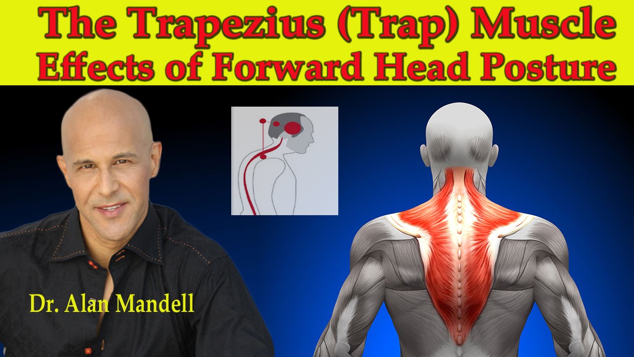 The Trapezius (Trap) Muscle...The Major Effects of Forward Head Posture - Dr Mandell