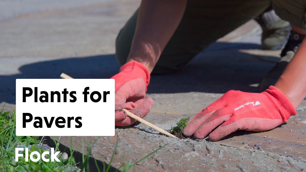 Perfect PLANTS for PAVERS & PATHS — Ep. 206
