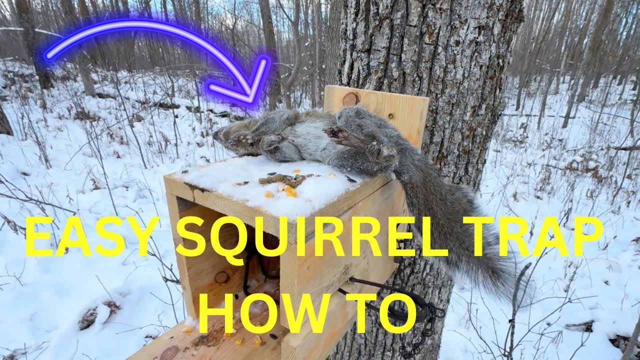 How to make squirrel trap. Easy to make and works every time! Kids love checking and easy to set. 