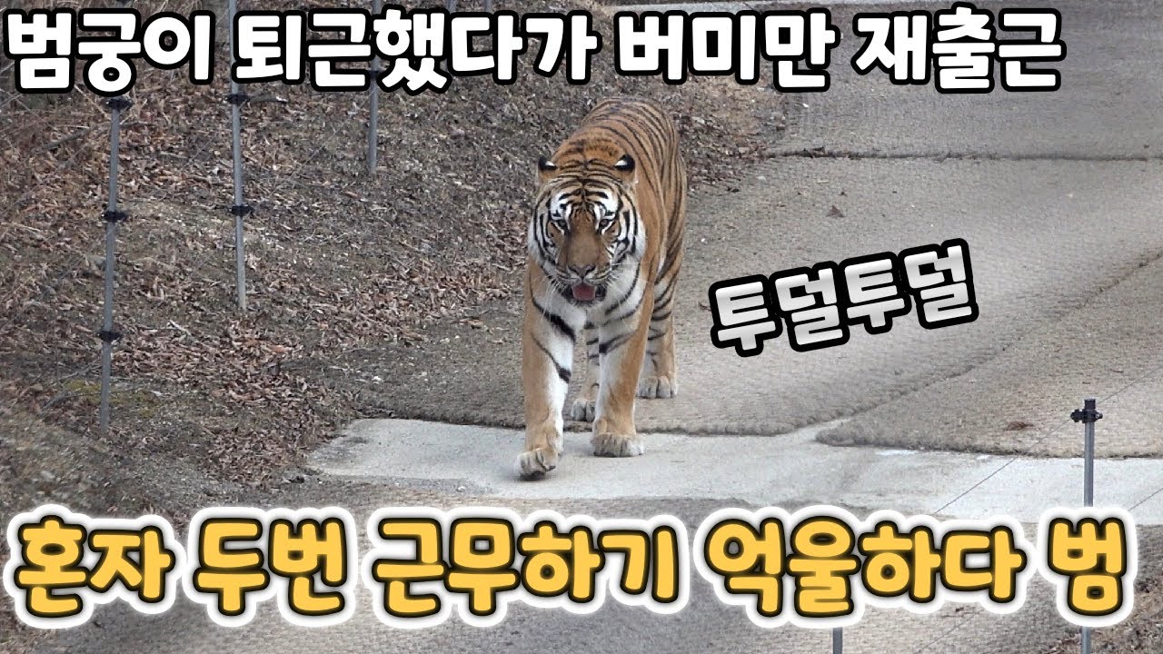 (4K) 결국 범궁이 퇴근했다가 태범이 재출근 - 백두대간수목원 / 한국호랑이 / 호랑이숲