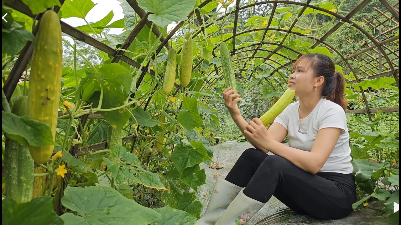 Sell ​​chickens, take care of livestock and vegetable gardens, enjoy fruits vegetables from the farm