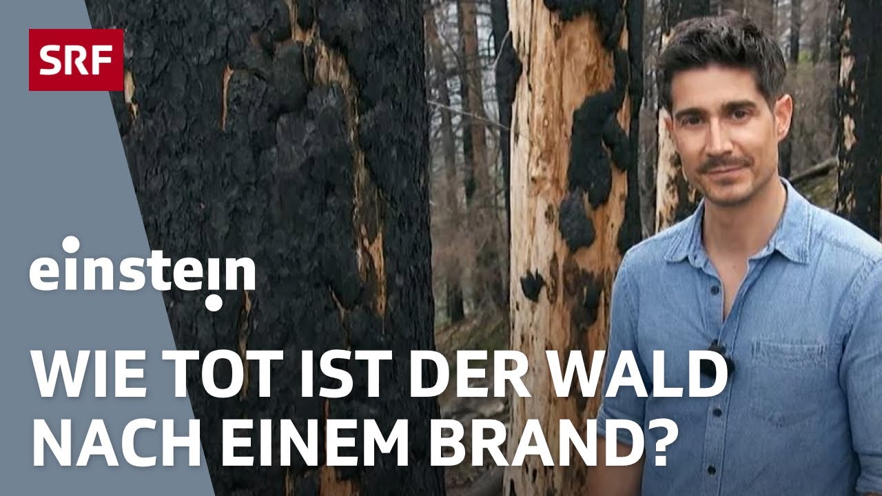 Ein Jahr nach dem Waldbrand von Bitsch: Was nachw&auml;chst, ist gef&auml;hrdet | Einstein | SRF Wissen