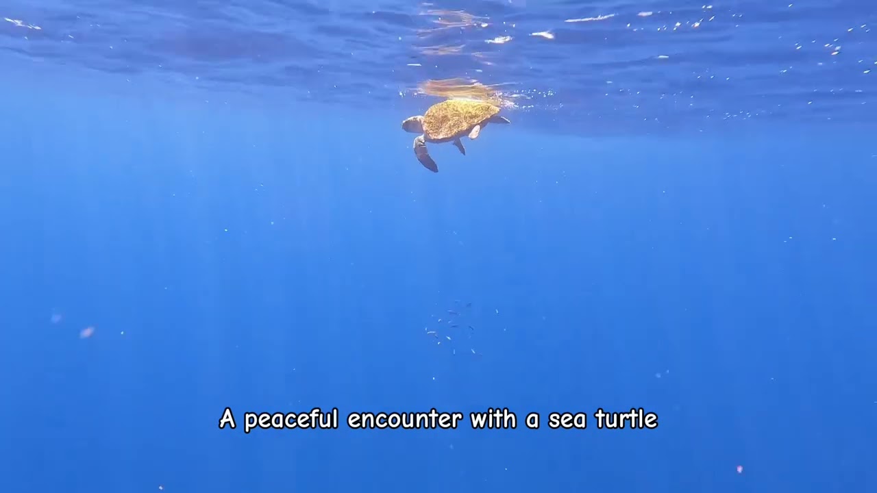 Loggerhead sea turtle 