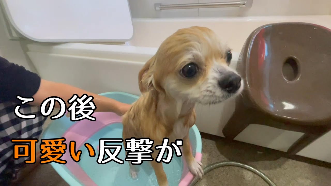 家のお風呂に初挑戦した子犬チワワ、可愛い反撃を仕掛けてきました