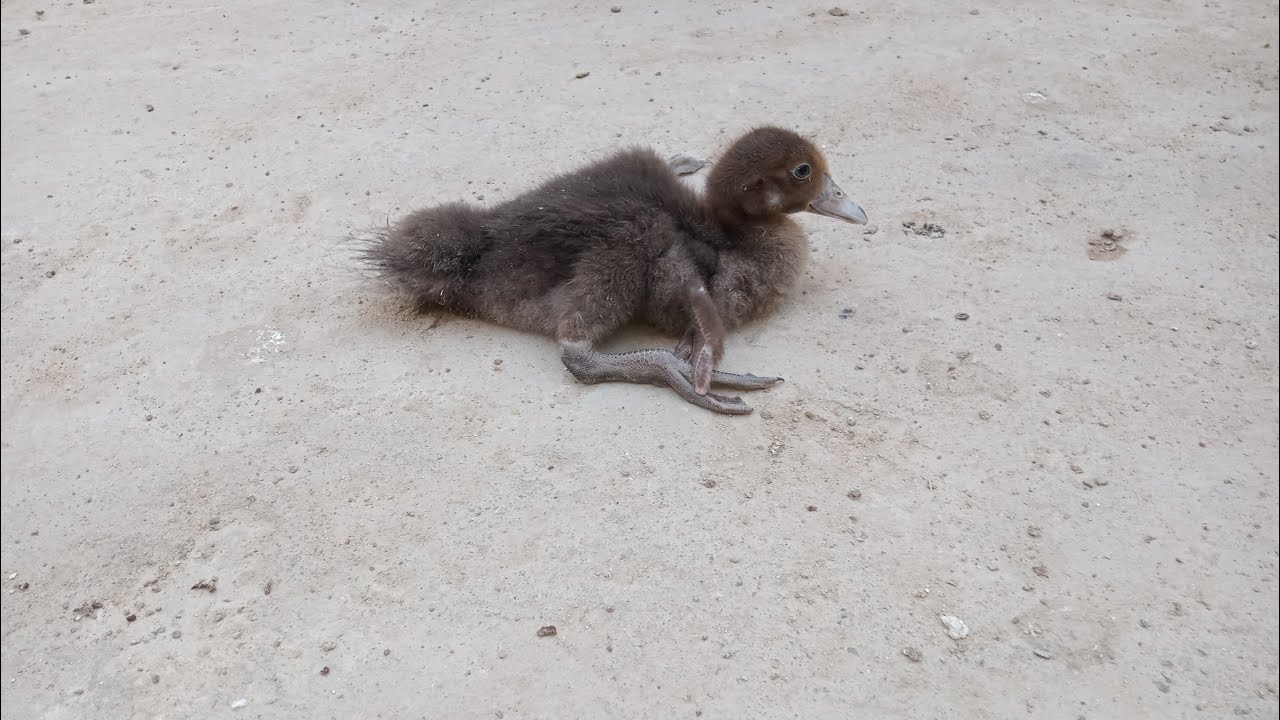 افضل علاج الكساح عند الطيور 👌