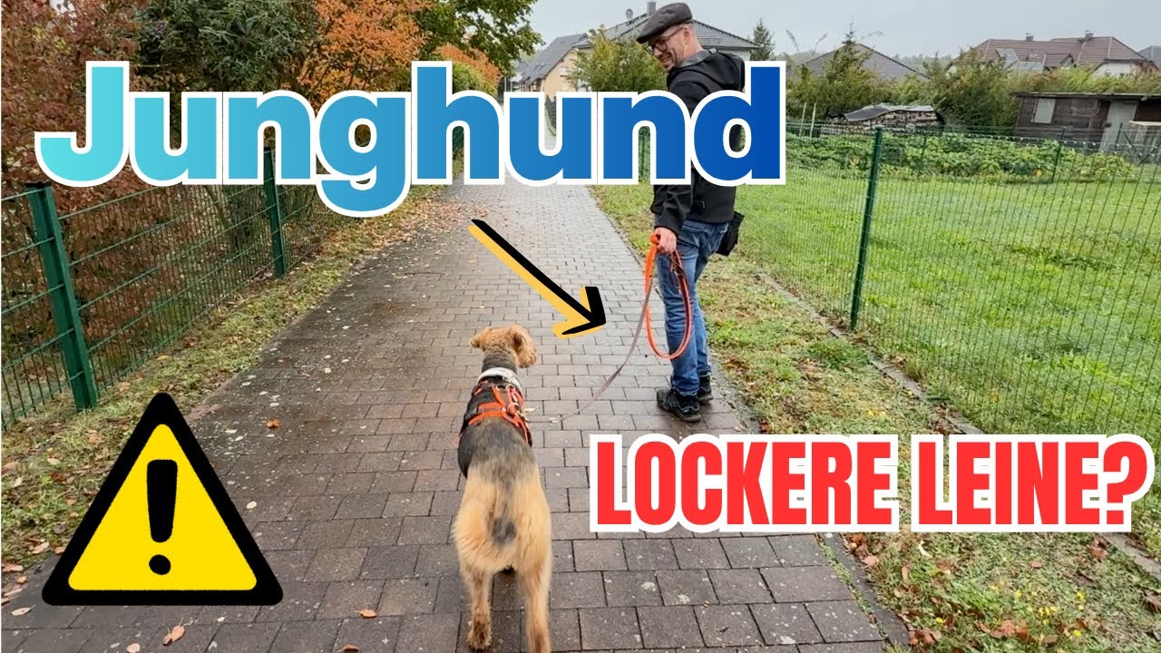 Junge Hunde und Leinenführigkeit: Der Schlüssel zu entspannteren Spaziergängen ab heute