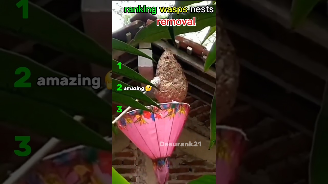 ranking wasps nests removal part (11) #ranking #wasps #nest removal