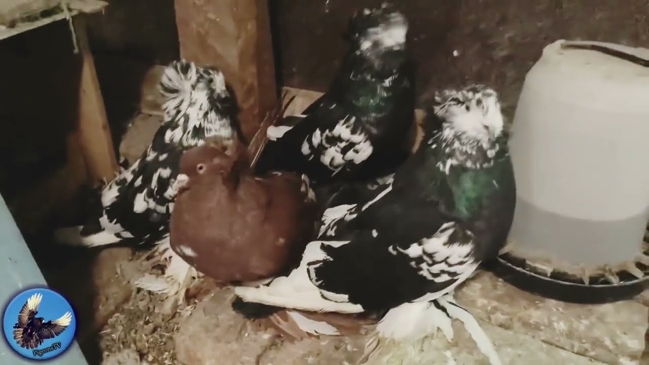 Eladó magyar óriás galamb