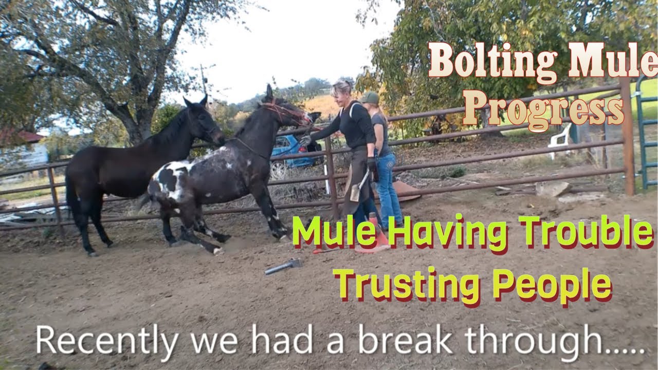 Dog Aggressive Mule, progress training together #dog #mule #training #mulemanship