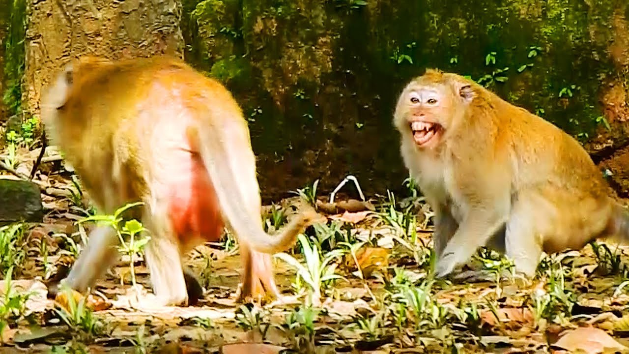 Horrible Hurt And So Seriously DUCHESS Monkey Was Attacked Bite by a King Monkey.
