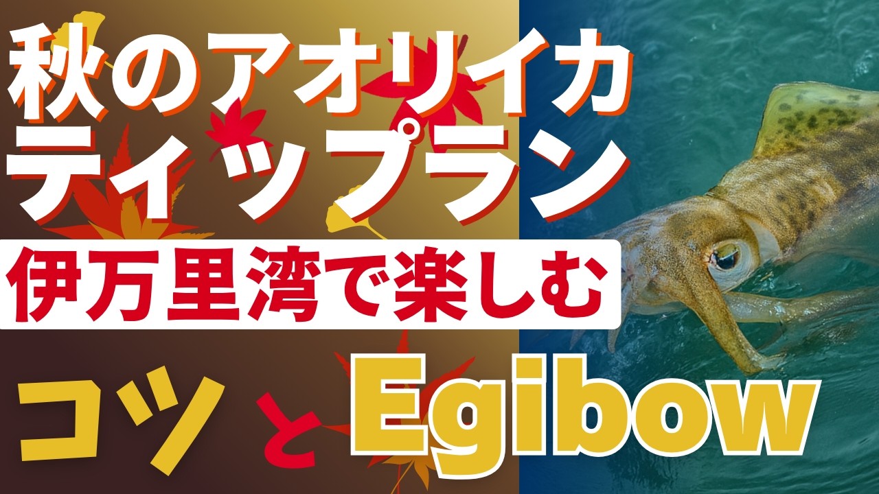 【つり具のまるきん】アオリイカ を ティップランで狙う！ in伊万里湾|2024年11月放映