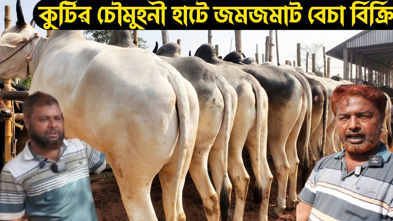 ২৫/০১/২৬@ কুটির চৌমুহনী হাটে জমজমাট বেচা বিক্রি চলছে ধূমছে |