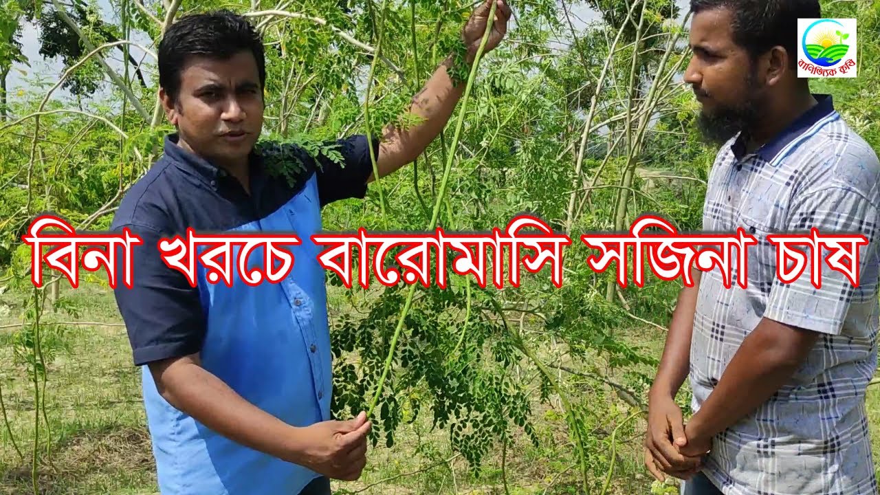 বানিজ্যিকভাবে বারোমাসি সজিনার চাষ করে সফল চুয়াডাঙ্গার তোতামিয়া। এলাকায় ব্যাপক সাড়া ।