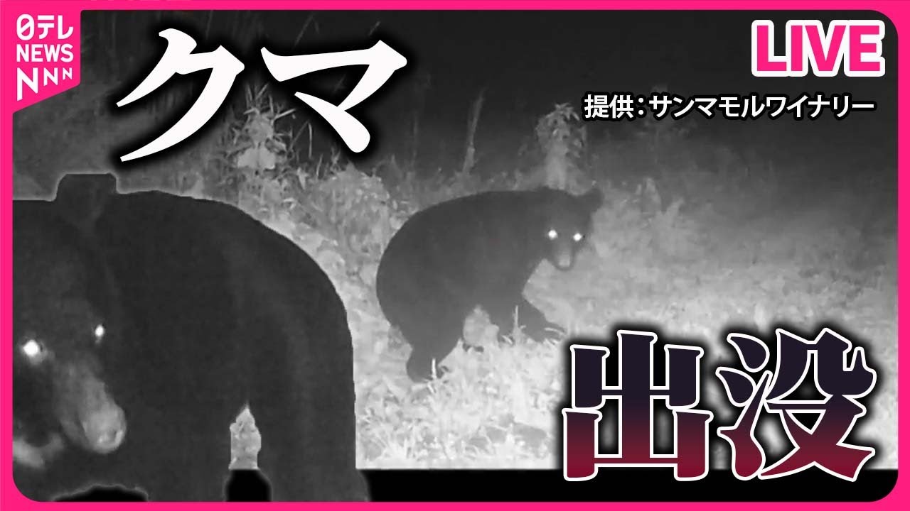 【クマ出没ニュース】「逃げて！」各地でクマによる被害相次ぐ / 木の上を見上げると、そこにいたのは…。/ 都内でもクマ目撃情報　など　ニュースまとめライブ（日テレNEWS LIVE）