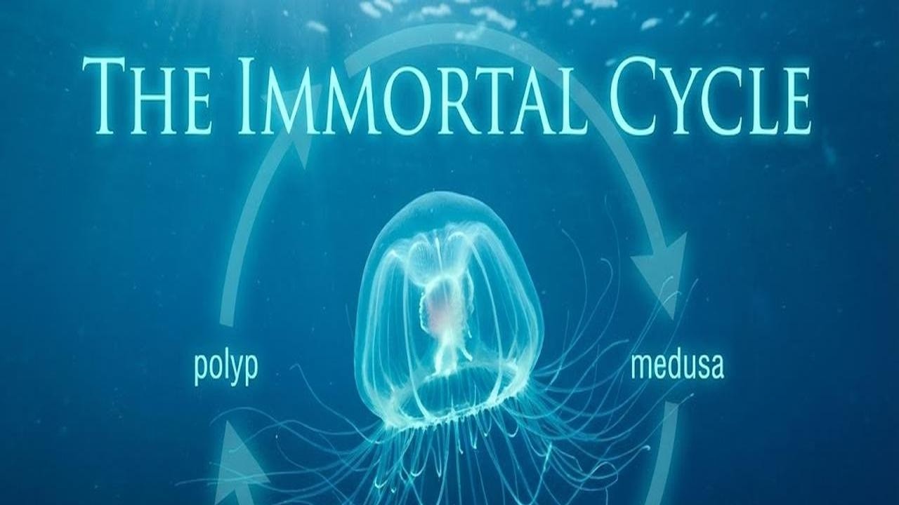 The Science of the "Immortal Jellyfish": Life Cycle Revealed