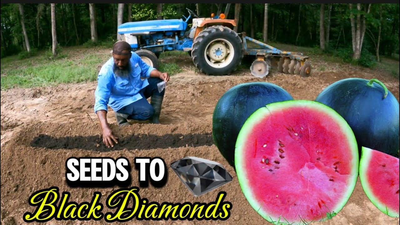 Planting Watermelon for the First Time. Will they Grow‼️ We’ll See‼️