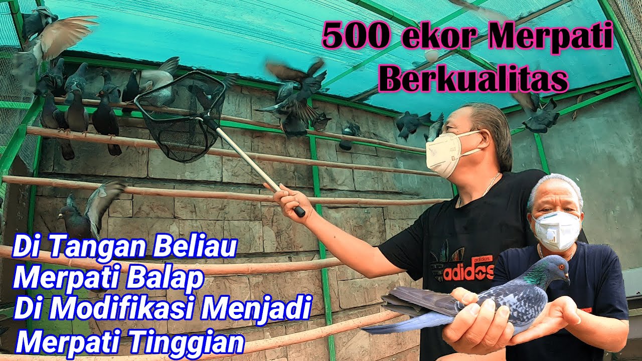 Mengingat Kembali Ciung Wanara adik Leonard Merpati Balap Milik Bpk.Permadi Senior Merpati Tomprang