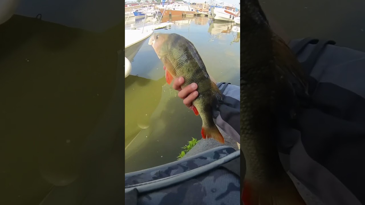 Un bleak shad Lmab en colorie chartreux m’a rapporté cette jolie perche 