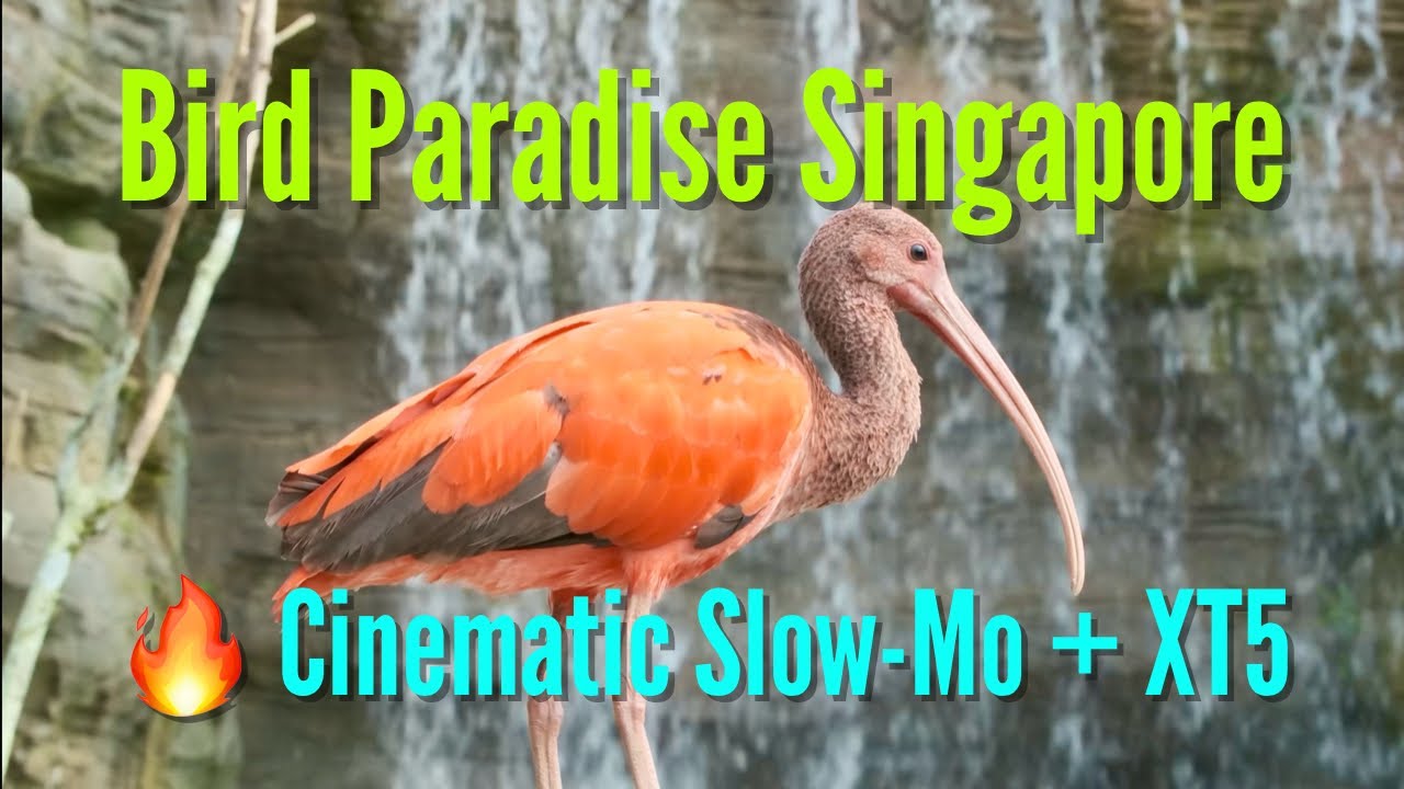 Cinematic Bird Paradise Singapore 🦜 | XT5 + 70-300mm