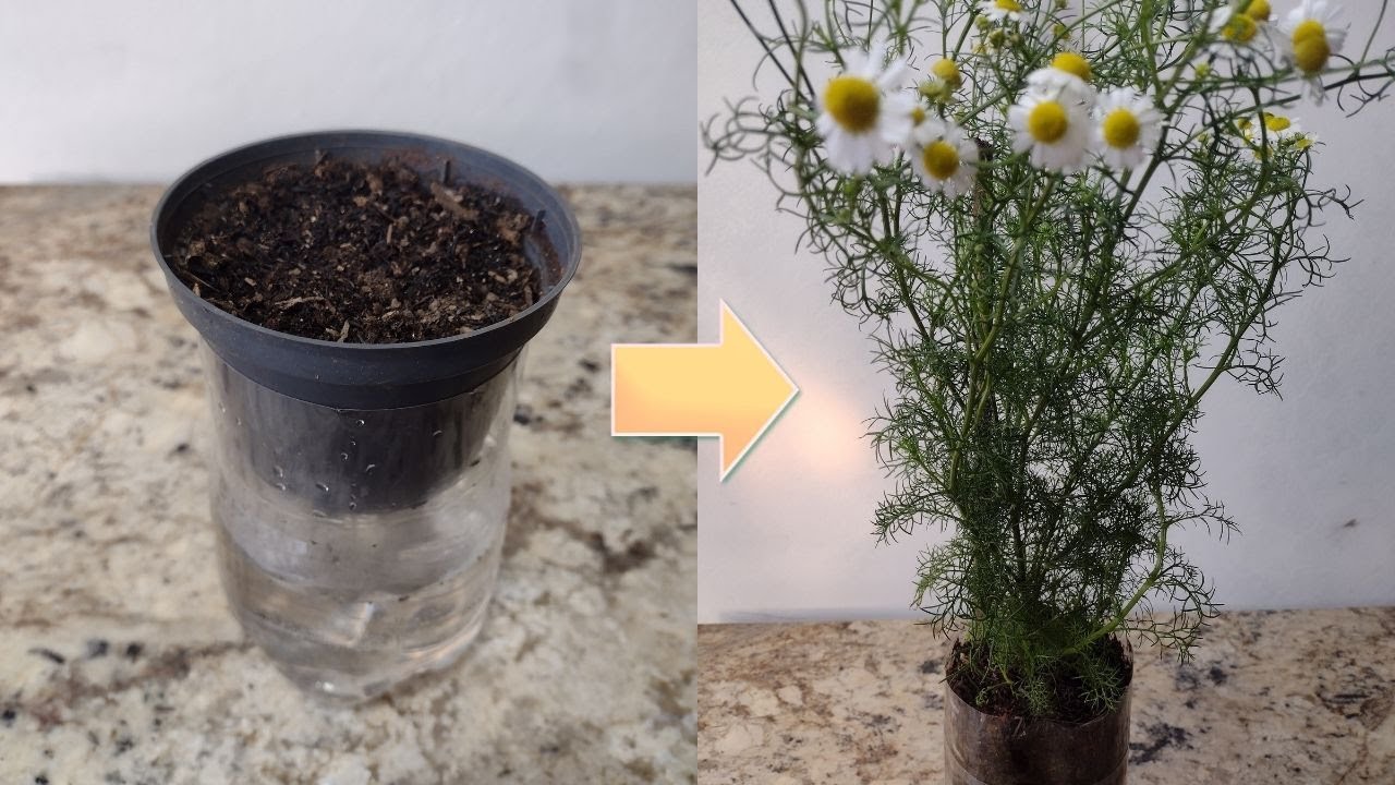 O Segredo Para Produzir Camomila Em Vaso de Garrafa PET