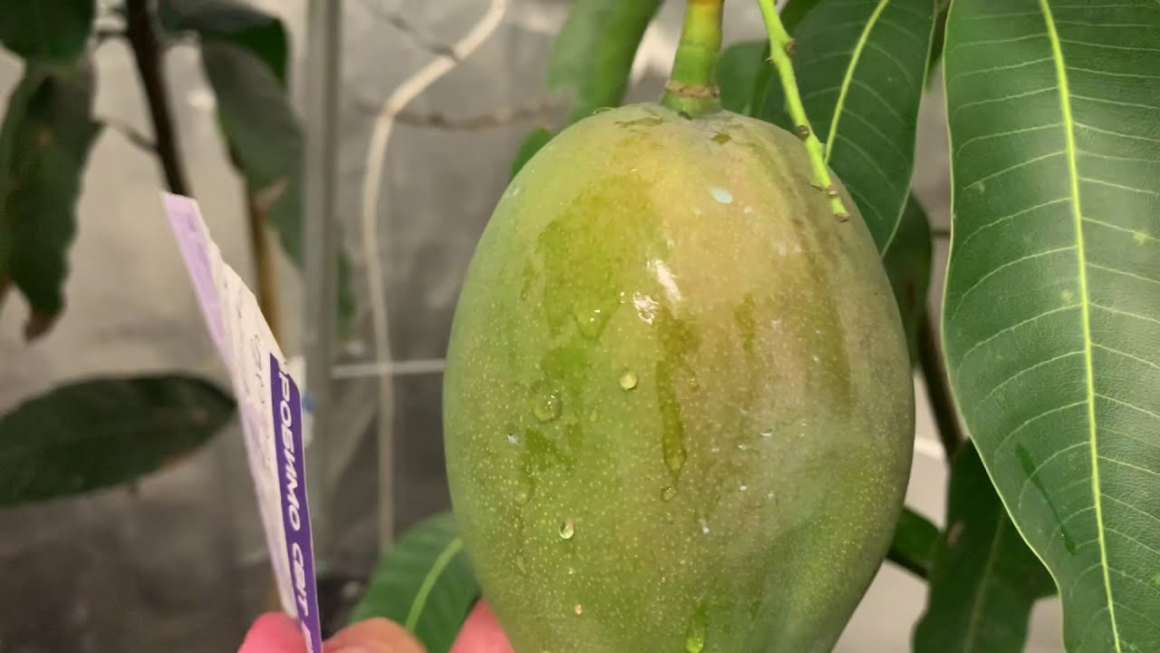 Манго Кейт Mangifera Indica Keitt в теплице , дегустация .