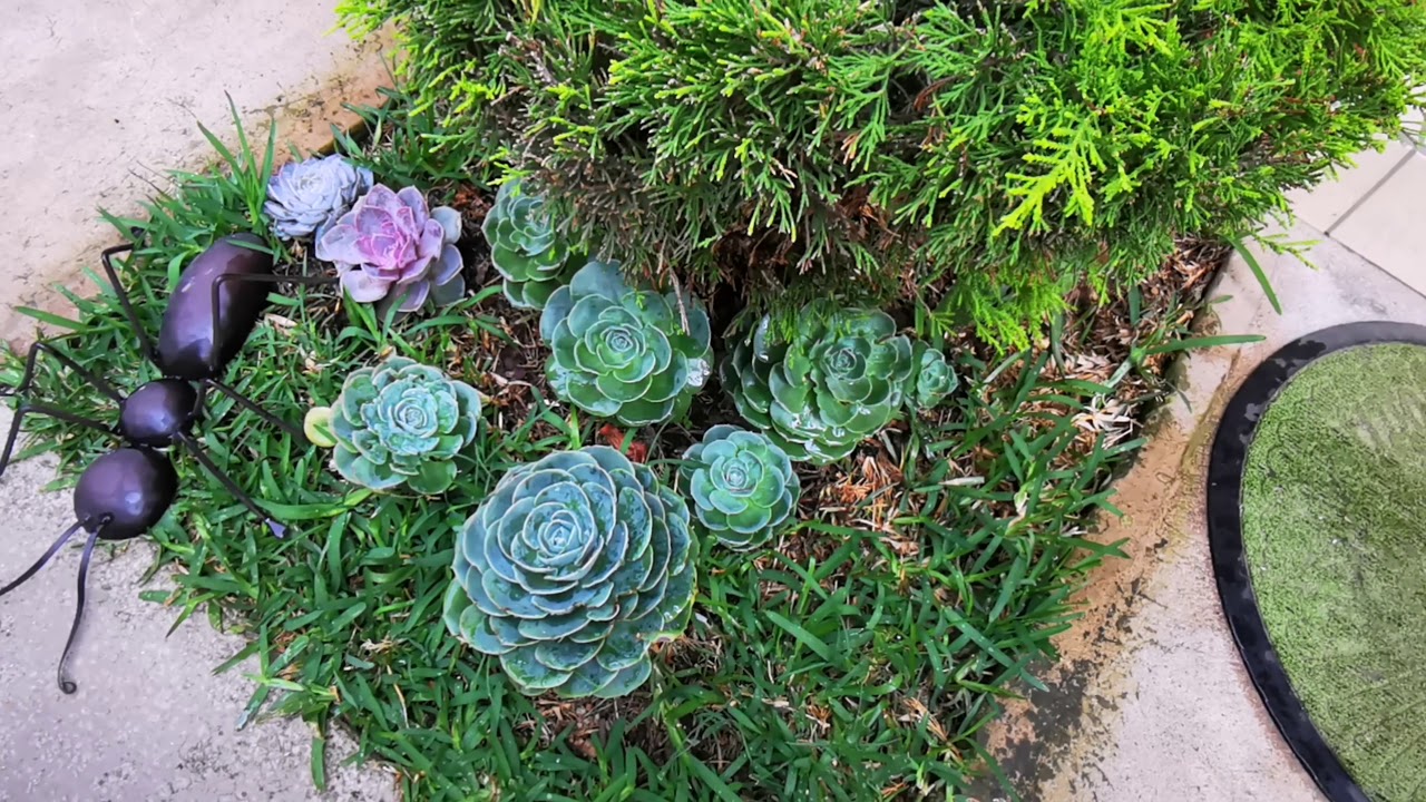 &iquest;SE PUEDEN SEMBRAR SUCULENTAS EN EL SUELO? Bien explicado