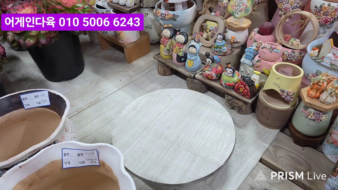 어게인다육 라이브)1월23일 명품 에오니움