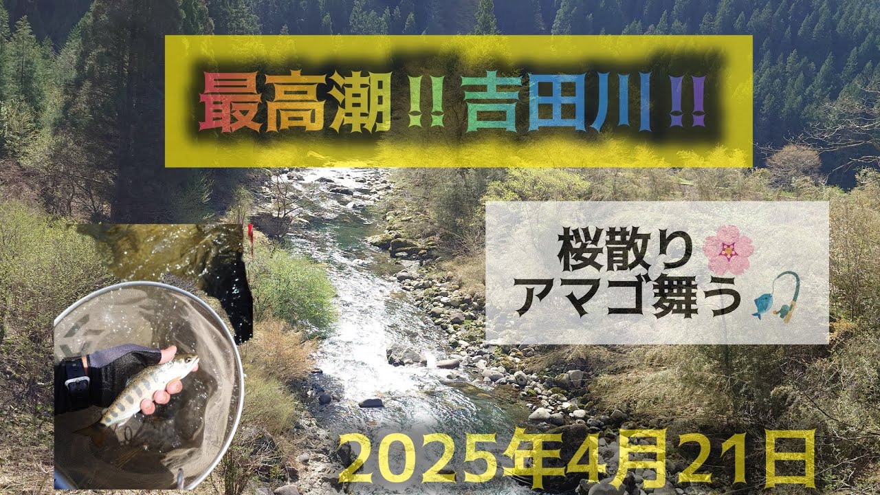 最高潮‼️吉田川‼️桜散り🌸アマゴ舞う🎣