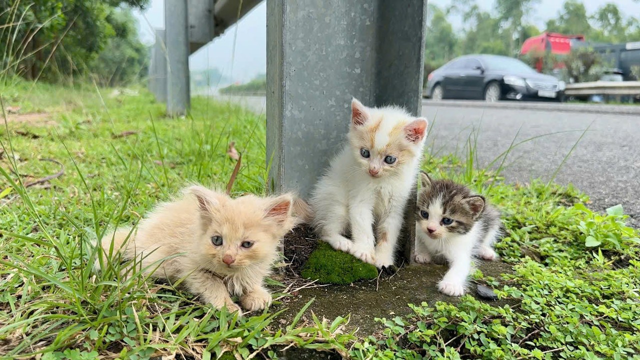 kitten is meowing, Find my mother along the roadside, I adopted cute kittens after they were rescued