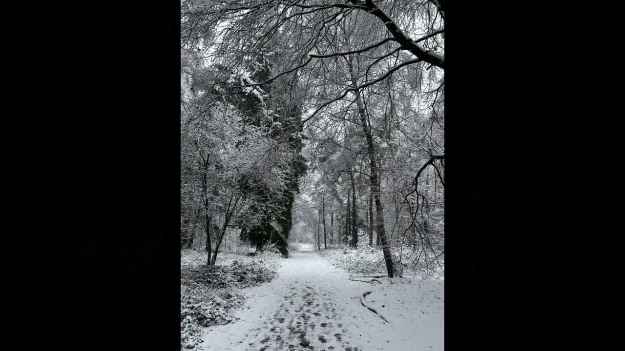 Sneeuw Heumens bos 3 jan 2026