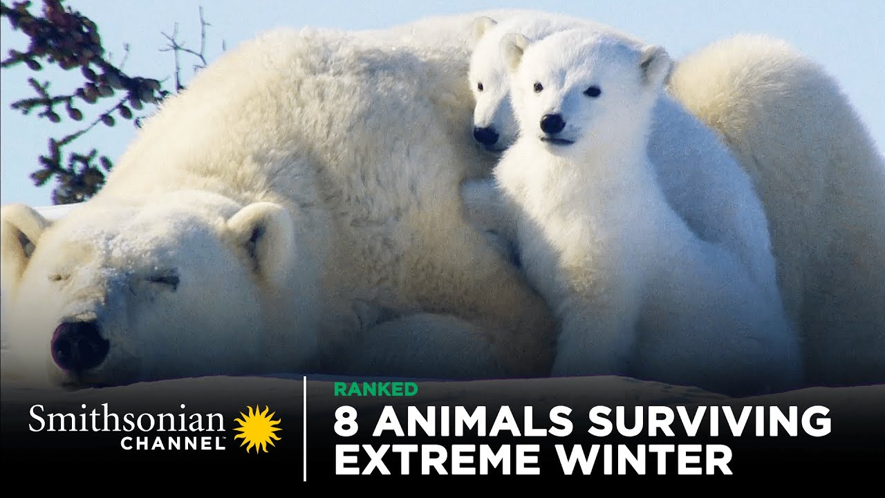 8 Animals Surviving Extreme Winter 🥶 Smithsonian Channel
