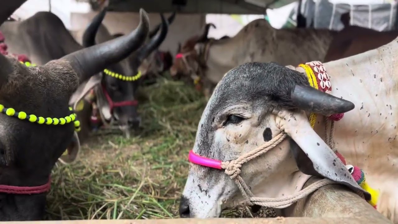 chintalkunta buffalo market || cow and buffalo market ||