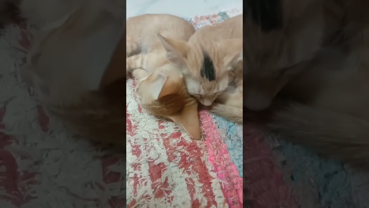 funny cats /// Friends galata....