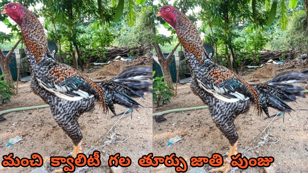 తూర్పు జాతి గల మెట్టవాటం పుంజు వివరాలు||9985531843||Bhimavaram Line||Kakera Punju||#mettavatam....!