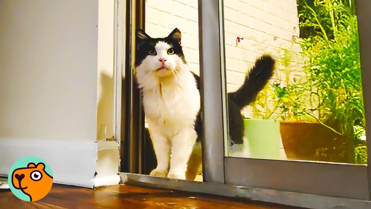 Nervous Cat Takes First Steps In Forever Home  | Cuddle Buddies