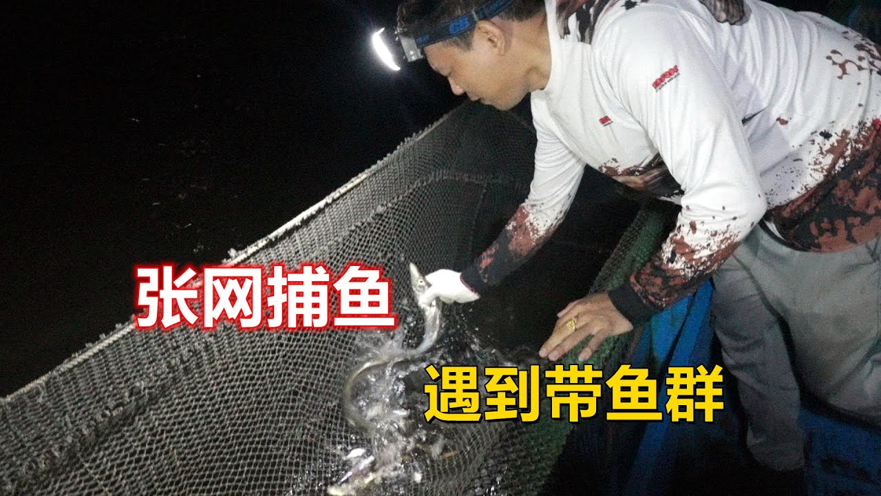 【阿牛赶海】很多网友问小带鱼怎么不抓？现在它们不是长大了么，带鱼的季节