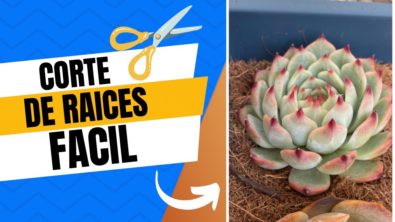 RENUEVA las RAICES de tus suculentas / Transplante máximo 🥰