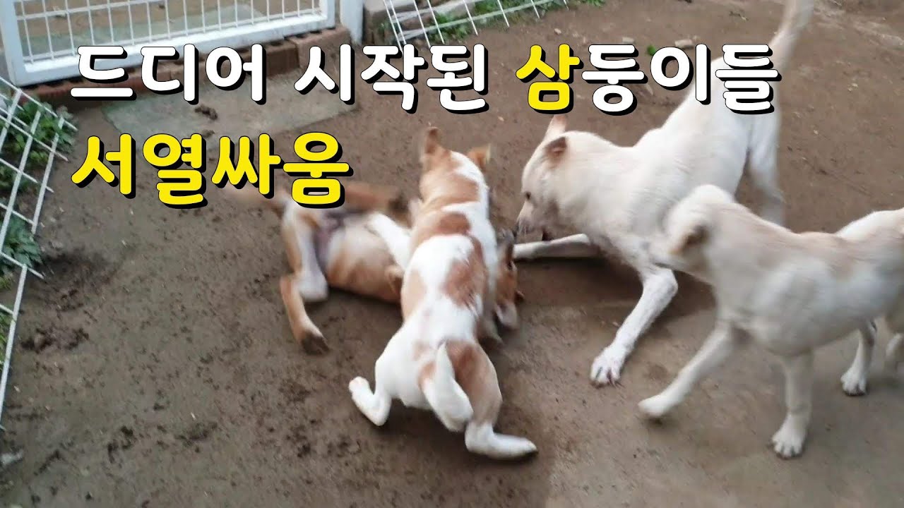 [120]삼둥이들이 서열싸움을 시작 합니다..똘이의 대처능력이 대단 합니다