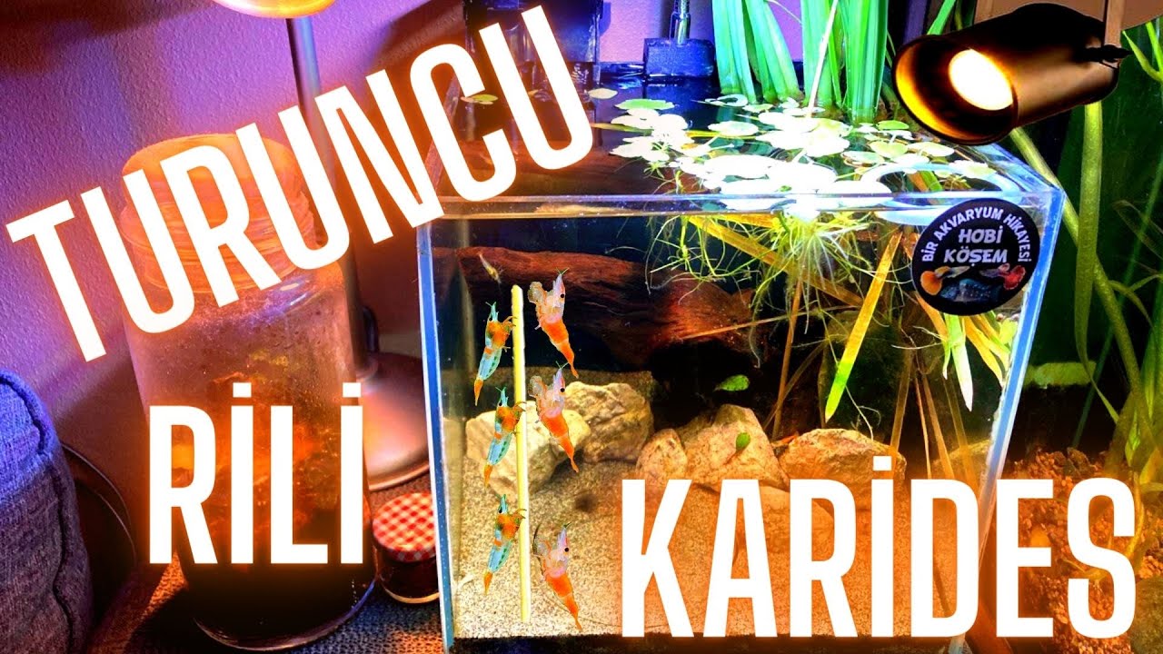 TURUNCU RİLİ KARİDES NEOCARİDİNA KARİDES AKVARYUMU KURULUMU &Ouml;ZEL T&Uuml;R-Akvaryum