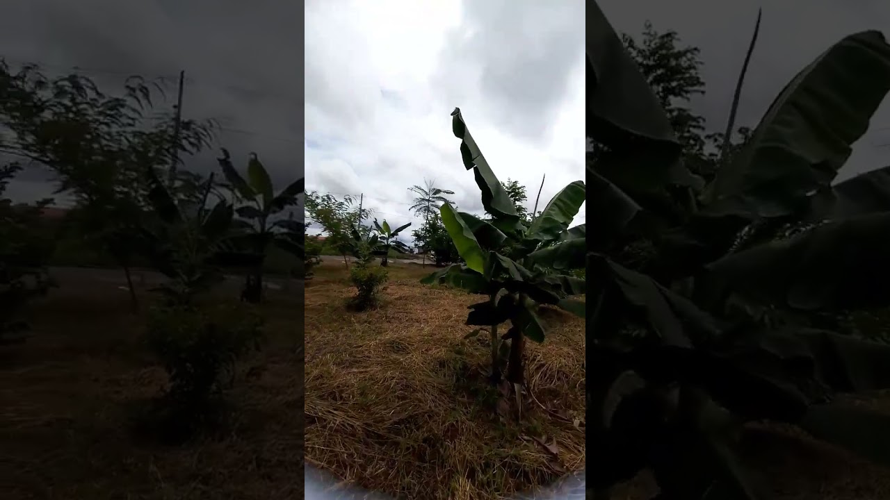 Área verde conservação do meio ambiente Lazer / Sorriso Mato grosso 