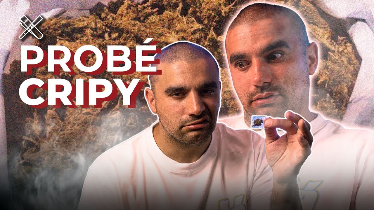 CRIPY: MITOS SOBRE LA SUPUESTA SÚPER MARIHUANA ¿POR QUÉ HOY ES TAN MALO?