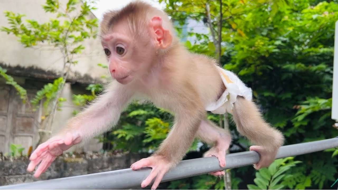 Tina the monkey is playing cutely in a high tree
