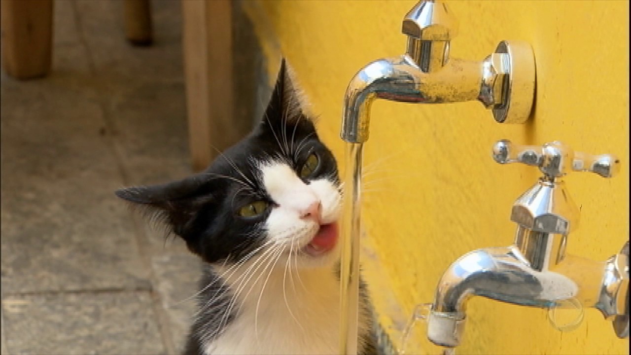 Melhor amigo do homem? Gatos ganham espaço e ameaçam reinado dos cães