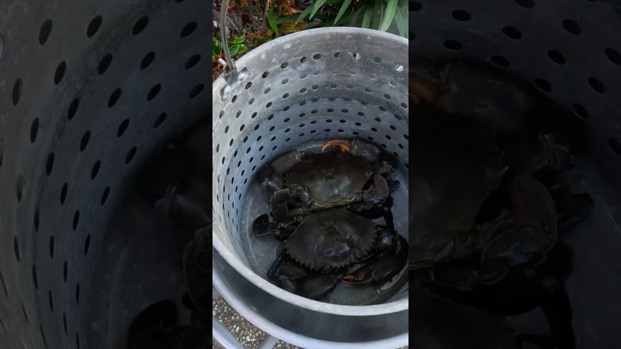 COOKING GIANT MUD CRABS #australia #fish #cooking #shorts#mudcrab #shortvideo #fishing #trending