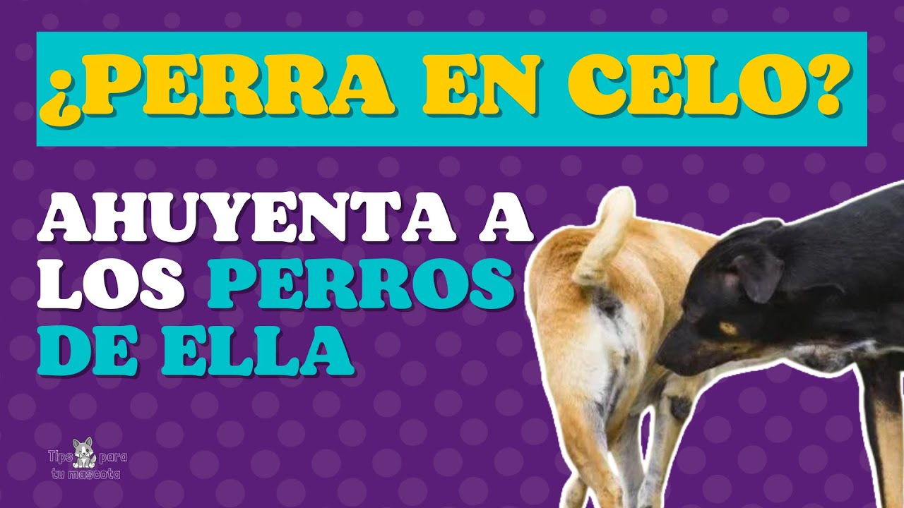 ¿CÓMO AHUYENTAR PERROS DE UNA PERRA EN CELO?