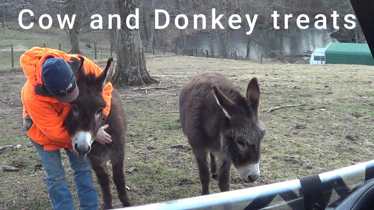 Cow and Donkey treats