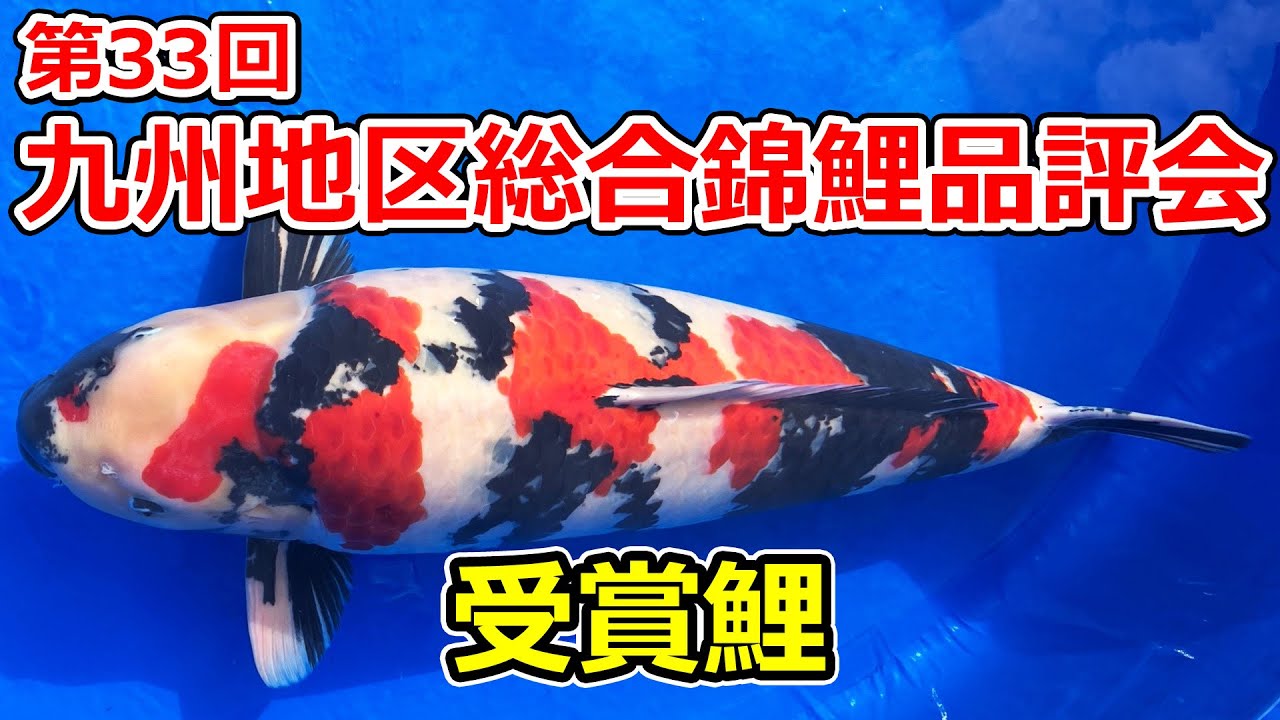【受賞鯉】第33回九州地区総合錦鯉品評会　2025年12月6、7日
