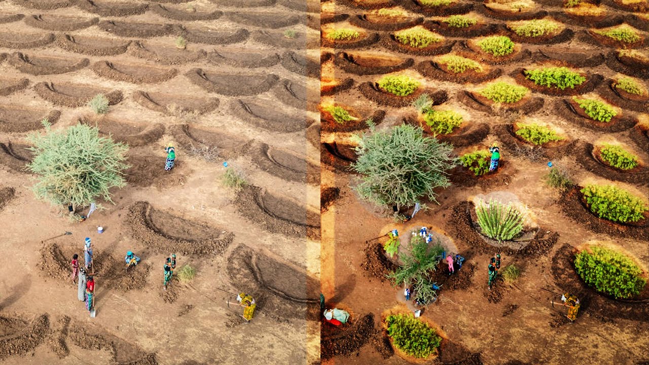 Sahara to Oasis Africa's Battle Against Desertification to save Earth #documentary