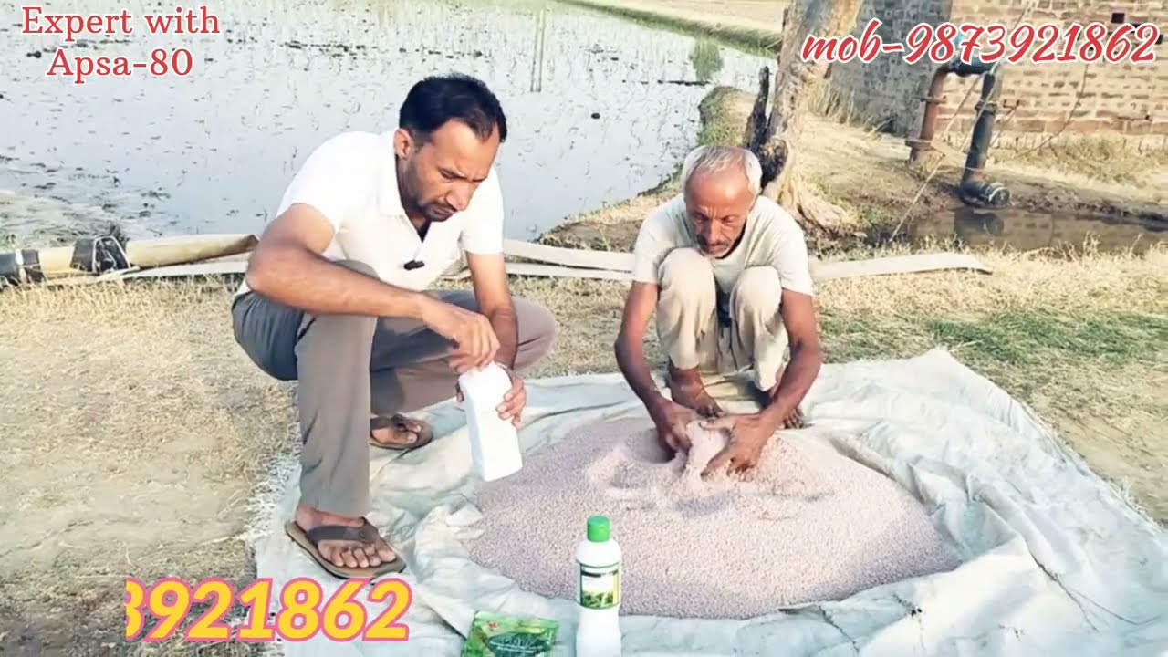 Apsa-80 धान🌾 में पहले रासायनिक खाद में कैसे मिलाएं और जड़ों को मजबूत करें#apsa80 #amway  @Grownomy