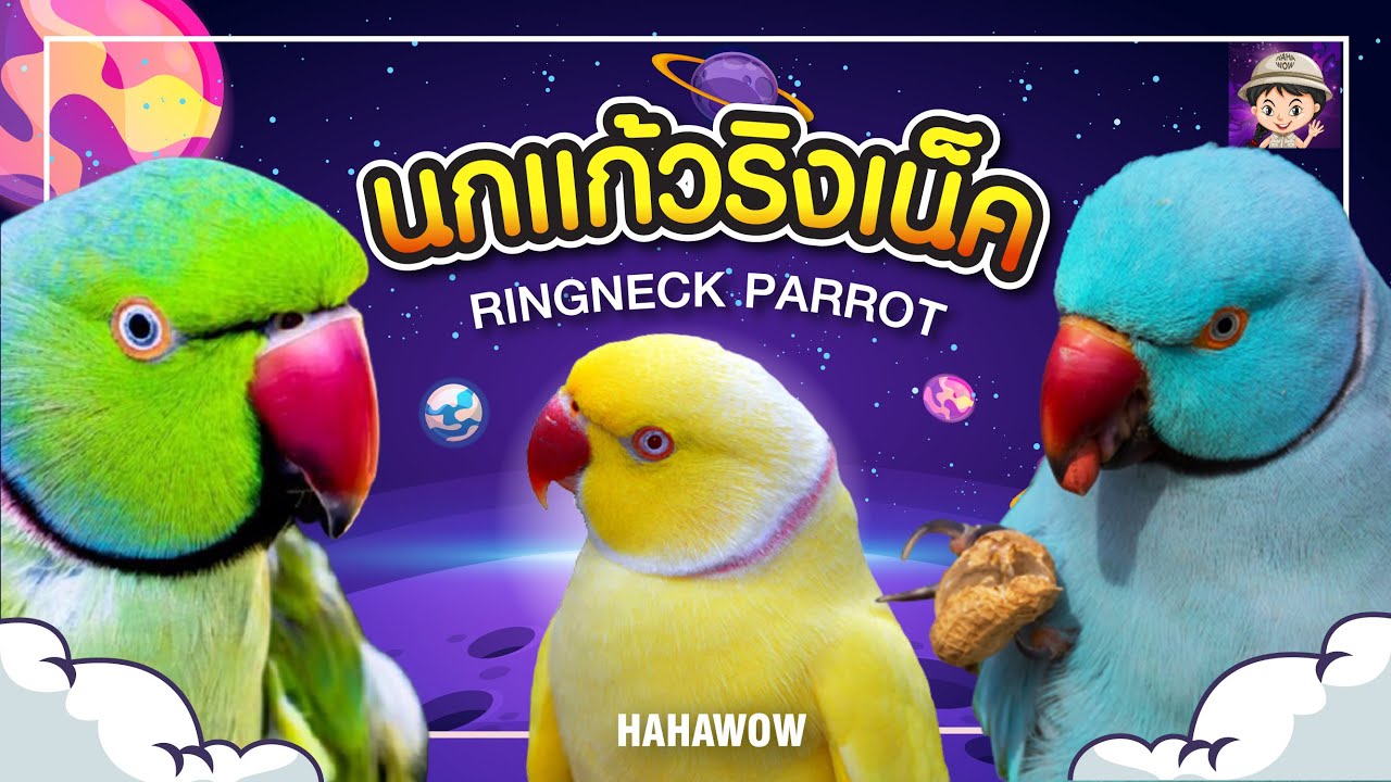 นกเเก้วริงเน็ค รู้ก่อนเลี้ยง Ringneck